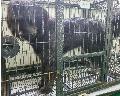 충남 공주 공주소방서에서  삽살개 발견 보호